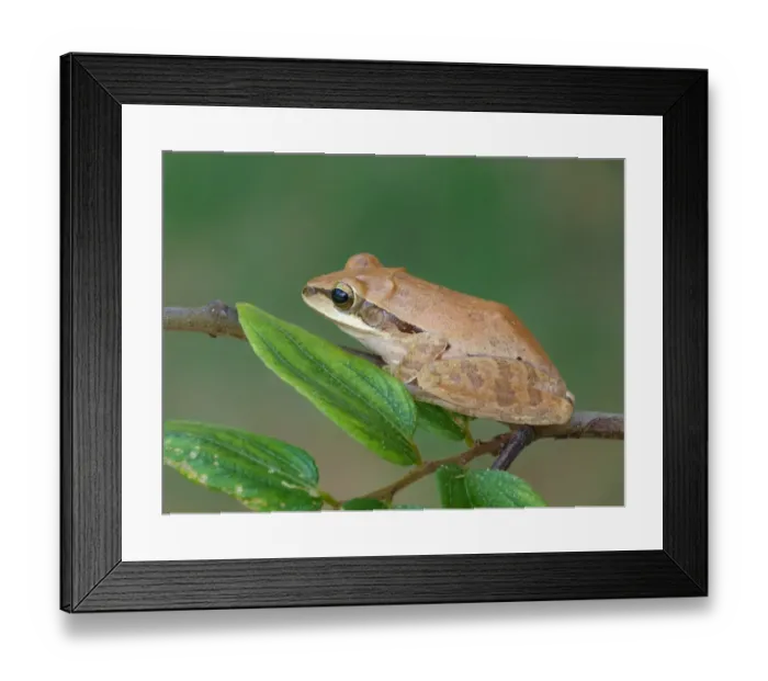 Framed Print : Common Indian Treefrog (Polypedates maculatus) adult, resting on twig, Yala N. P. Sri Lanka, February