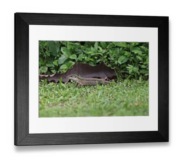 Framed Print : Four-lined Ameiva (Ameiva quadrilineata) adult, standing on damp grass, Chagres River, Panama, November Framed Print : Four-lined Ameiva (Ameiva quadrilineata) adult, standing on damp grass, Chagres River, Panama, November