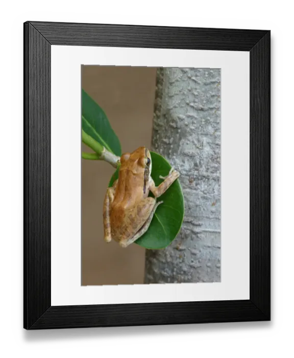 Framed Print : Common Indian Treefrog (Polypedates maculatus) adult, clinging to leaf, Yala N. P. Sri Lanka, February Framed Print : Common Indian Treefrog (Polypedates maculatus) adult, clinging to leaf, Yala N. P. Sri Lanka, February