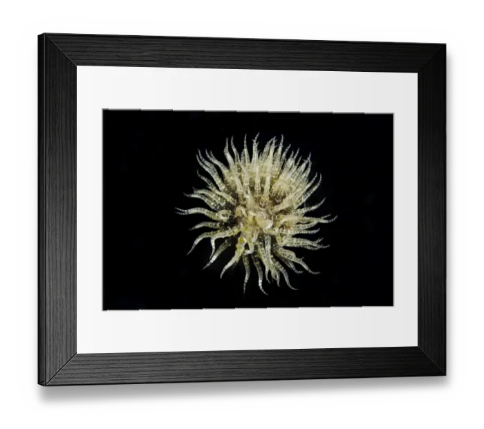 Framed Print : Freeswimming Anemone (Boloceroides mcmurrichi) adult, swimming at night, Lembeh Straits, Sulawesi Framed Print : Freeswimming Anemone (Boloceroides mcmurrichi) adult, swimming at night, Lembeh Straits, Sulawesi