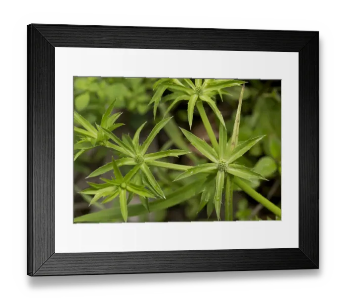 Framed Print : Culantro (Eryngium foetidum) flowering, growing in wild, Trinidad, Trinidad and Tobago, February Framed Print : Culantro (Eryngium foetidum) flowering, growing in wild, Trinidad, Trinidad and Tobago, February