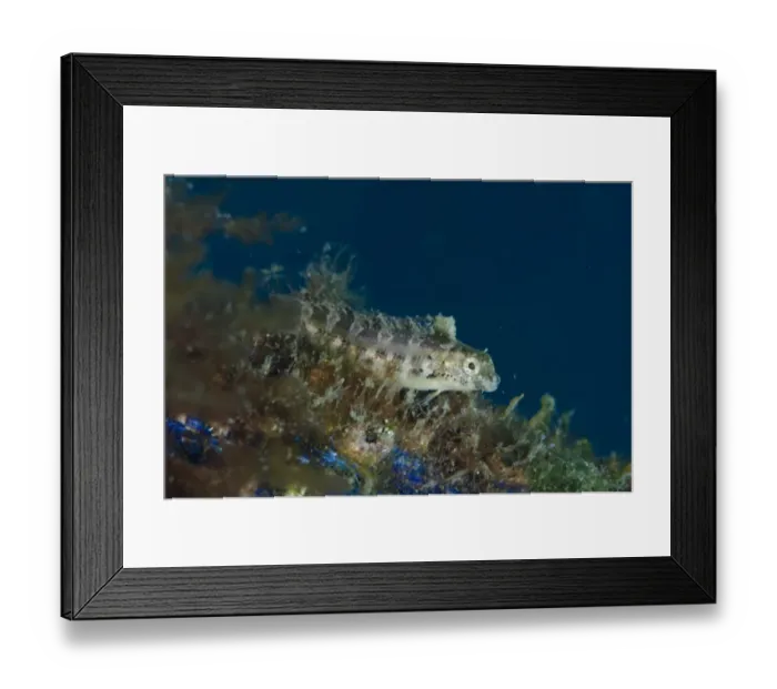 Framed Print : Variable Sabretooth Blenny (Petroscirtes variabilis) adult, resting on discarded rope, Lembeh Straits, Sulawesi Framed Print : Variable Sabretooth Blenny (Petroscirtes variabilis) adult, resting on discarded rope, Lembeh Straits, Sulawesi