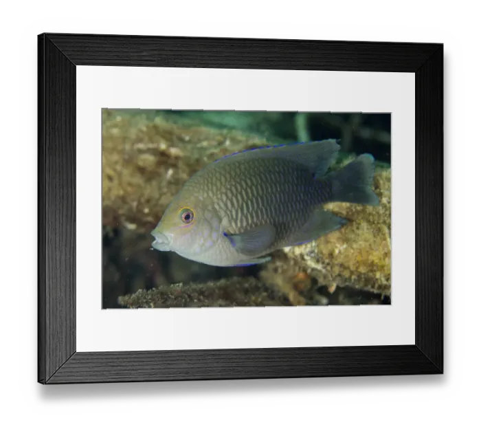 Framed Print : Ambon Damselfish (Pomacentrus amboinensis) adult, swimming, Lembeh Straits, Sulawesi, Greater Sunda Islands, Indonesia Framed Print : Ambon Damselfish (Pomacentrus amboinensis) adult, swimming, Lembeh Straits, Sulawesi, Greater Sunda Islands, Indonesia