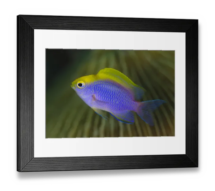 Framed Print : Bleekers Damselfish (Chrysiptera bleekeri) adult, swimming, Lembeh Straits, Sulawesi, Greater Sunda Islands, Indonesia Framed Print : Bleekers Damselfish (Chrysiptera bleekeri) adult, swimming, Lembeh Straits, Sulawesi, Greater Sunda Islands, Indonesia