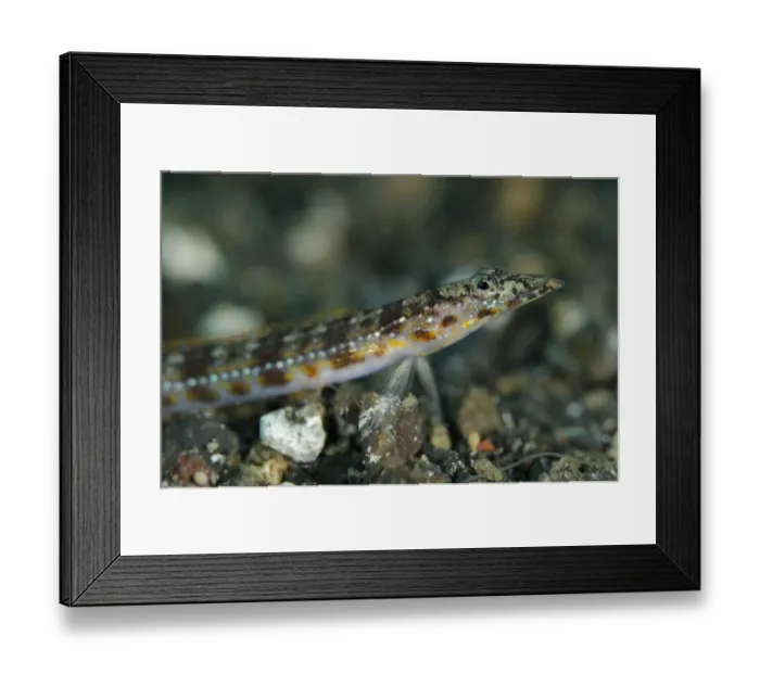 Framed Print : Long-rayed Sand-diver (Trichonotus elegans) adult, close-up of head, resting on black sand, Lembeh Straits, Sulawesi Framed Print : Long-rayed Sand-diver (Trichonotus elegans) adult, close-up of head, resting on black sand, Lembeh Straits, Sulawesi