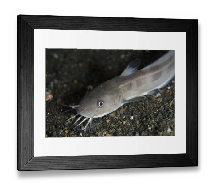 Framed Print : Striped Catfish (Plotosus lineatus) adult, on black sand at night, Lembeh Straits, Sulawesi, Greater Sunda Islands Framed Print : Striped Catfish (Plotosus lineatus) adult, on black sand at night, Lembeh Straits, Sulawesi, Greater Sunda Islands