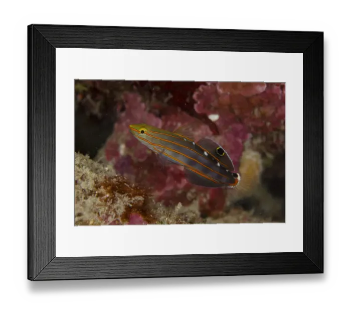 Framed Print : Old Glory Goby (Koumansetta rainfordi) adult, swimming, Lembeh Straits, Sulawesi, Greater Sunda Islands, Indonesia