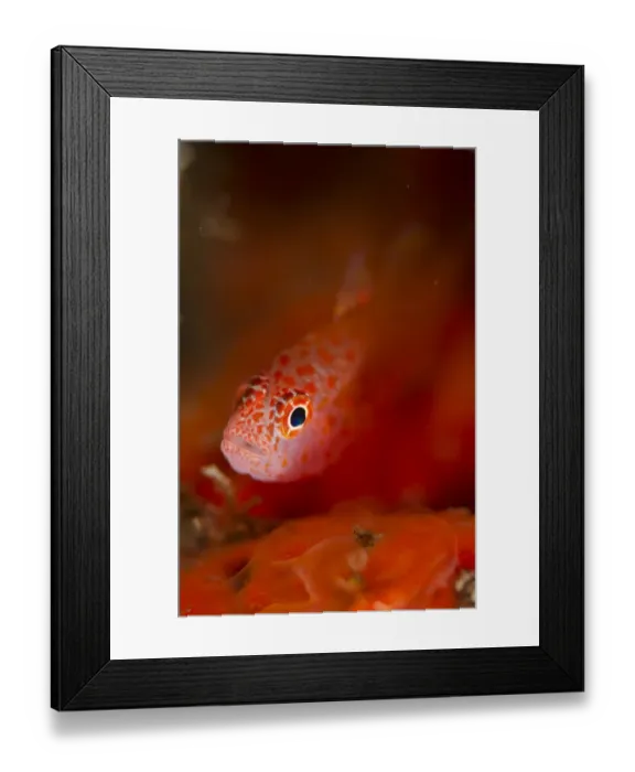 Framed Print : Redspot Dwarfgoby (Trimma halonevum) adult, Lembeh Straits, Sulawesi, Greater Sunda Islands, Indonesia, November Framed Print : Redspot Dwarfgoby (Trimma halonevum) adult, Lembeh Straits, Sulawesi, Greater Sunda Islands, Indonesia, November