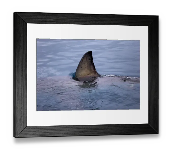 Framed Print : Great White Shark (Carcharodon charcharias) adult, dorsal fin breaking surface of water, Simonstown, Western Cape Framed Print : Great White Shark (Carcharodon charcharias) adult, dorsal fin breaking surface of water, Simonstown, Western Cape