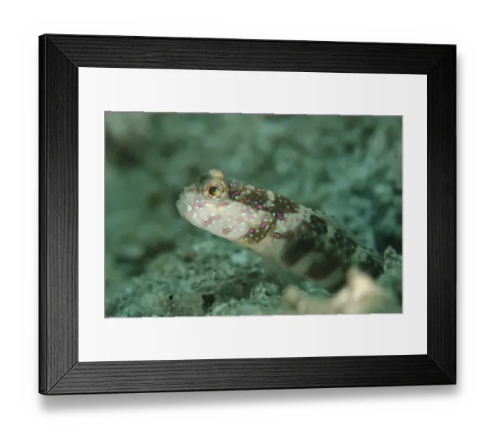 Framed Print : Pink-speckled Shrimpgoby (Cryptocentrus leptocephalus) adult, at burrow entrance, Lembeh Straits, Sulawesi Framed Print : Pink-speckled Shrimpgoby (Cryptocentrus leptocephalus) adult, at burrow entrance, Lembeh Straits, Sulawesi