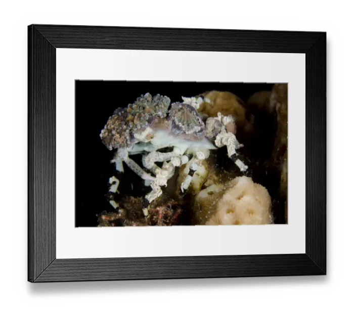 Framed Print : Corallimorph Decorator Crab (Cyclocoeloma tuberculata) adult, camouflaged with corallimorph corals at night Framed Print : Corallimorph Decorator Crab (Cyclocoeloma tuberculata) adult, camouflaged with corallimorph corals at night
