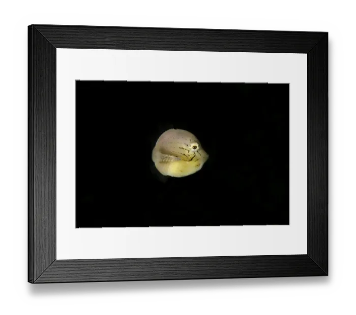 Framed Print : Puffer Filefish (Brachaluteres taylori) juvenile, swimming, Lembeh Straits, Sulawesi, Greater Sunda Islands, Indonesia Framed Print : Puffer Filefish (Brachaluteres taylori) juvenile, swimming, Lembeh Straits, Sulawesi, Greater Sunda Islands, Indonesia
