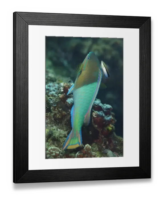 Framed Print : Yellowfin Parrotfish (Scarus flavipectoralis) adult male, being cleaned by Bluestreak Cleaner Wrasse Framed Print : Yellowfin Parrotfish (Scarus flavipectoralis) adult male, being cleaned by Bluestreak Cleaner Wrasse