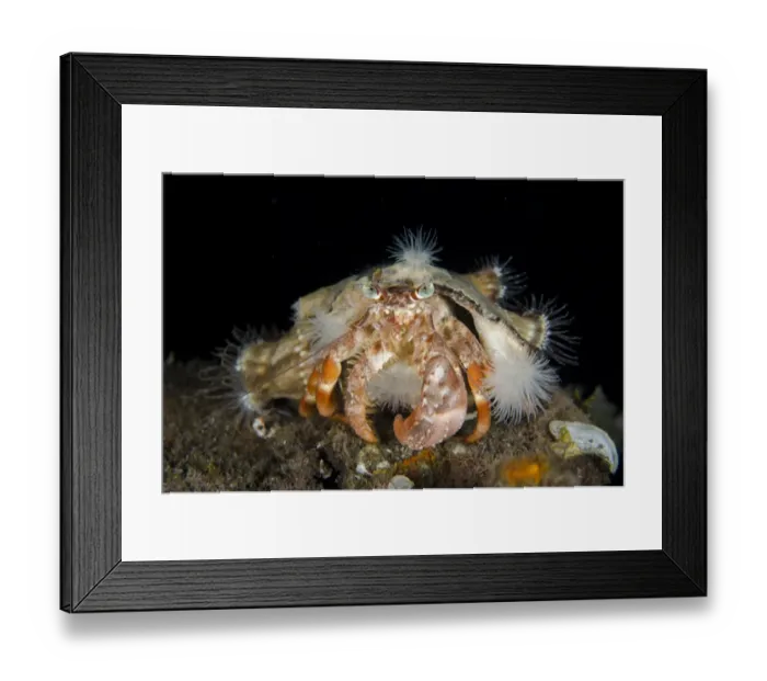 Framed Print : Anemone Hermit Crab (Dardanus pedunculatus) adult, with Sea Anemones (Calliactis polypus) Framed Print : Anemone Hermit Crab (Dardanus pedunculatus) adult, with Sea Anemones (Calliactis polypus)