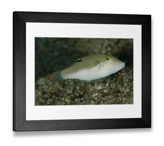 Framed Print : Whitebelly Toby (Canthigaster bennetti) adult, swimming, Lembeh Straits, Sulawesi, Greater Sunda Islands, Indonesia Framed Print : Whitebelly Toby (Canthigaster bennetti) adult, swimming, Lembeh Straits, Sulawesi, Greater Sunda Islands, Indonesia