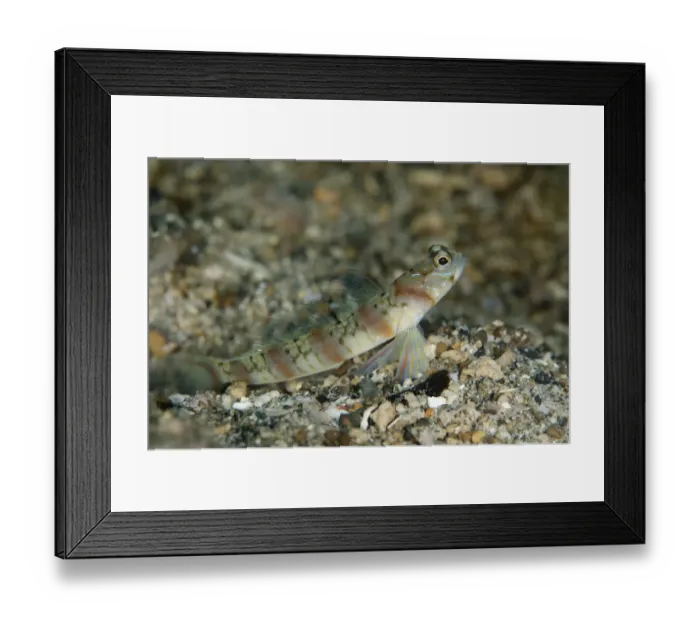 Framed Print : Arcfin Shrimpgoby (Amblyeleotris arcupinna) adult, resting on black sand, Lembeh Straits, Sulawesi Framed Print : Arcfin Shrimpgoby (Amblyeleotris arcupinna) adult, resting on black sand, Lembeh Straits, Sulawesi