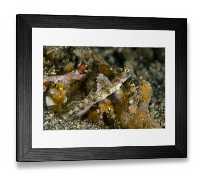 Framed Print : Monster Shrimpgoby (Tomiyamichthys oni) adult, Lembeh Straits, Sulawesi, Greater Sunda Islands, Indonesia, November Framed Print : Monster Shrimpgoby (Tomiyamichthys oni) adult, Lembeh Straits, Sulawesi, Greater Sunda Islands, Indonesia, November