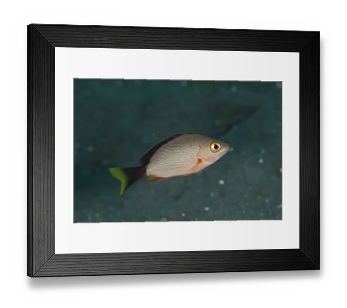 Framed Print : Humpback Red Snapper (Lutjanus gibbus) juvenile, swimming, Lembeh Straits, Sulawesi, Greater Sunda Islands, Indonesia Framed Print : Humpback Red Snapper (Lutjanus gibbus) juvenile, swimming, Lembeh Straits, Sulawesi, Greater Sunda Islands, Indonesia