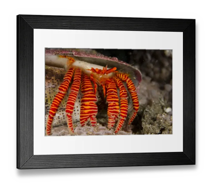 Framed Print : Halloween Hermit Crab (Ciliopagurus strigatus) adult, in empty Cone Shell (Conus sp. ), Lembeh Straits, Sulawesi