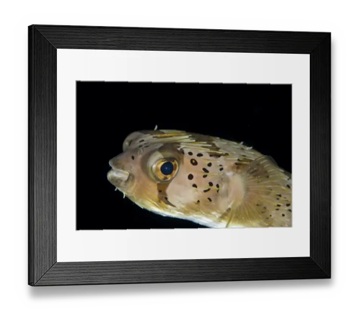 Framed Print : Long-spine Porcupinefish (Diodon holocanthus) adult, close-up of head, at night, Lembeh Straits, Sulawesi Framed Print : Long-spine Porcupinefish (Diodon holocanthus) adult, close-up of head, at night, Lembeh Straits, Sulawesi