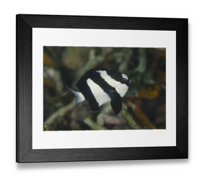 Framed Print : Humbug Damselfish (Dascyllus aruanus) adult, swimming, Lembeh Straits, Sulawesi, Greater Sunda Islands, Indonesia Framed Print : Humbug Damselfish (Dascyllus aruanus) adult, swimming, Lembeh Straits, Sulawesi, Greater Sunda Islands, Indonesia
