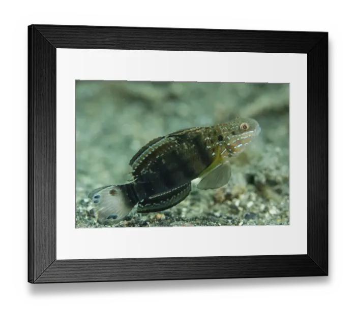 Framed Print : Banded Goby (Amblygobius phalaena) adult, swimming, Lembeh Straits, Sulawesi, Greater Sunda Islands, Indonesia Framed Print : Banded Goby (Amblygobius phalaena) adult, swimming, Lembeh Straits, Sulawesi, Greater Sunda Islands, Indonesia