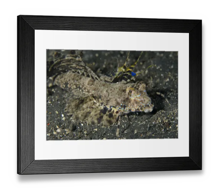 Framed Print : Fingered Dragonet (Dactylopus dactylopus) adult, with fins extended, resting on black sand, Lembeh Straits, Sulawesi Framed Print : Fingered Dragonet (Dactylopus dactylopus) adult, with fins extended, resting on black sand, Lembeh Straits, Sulawesi