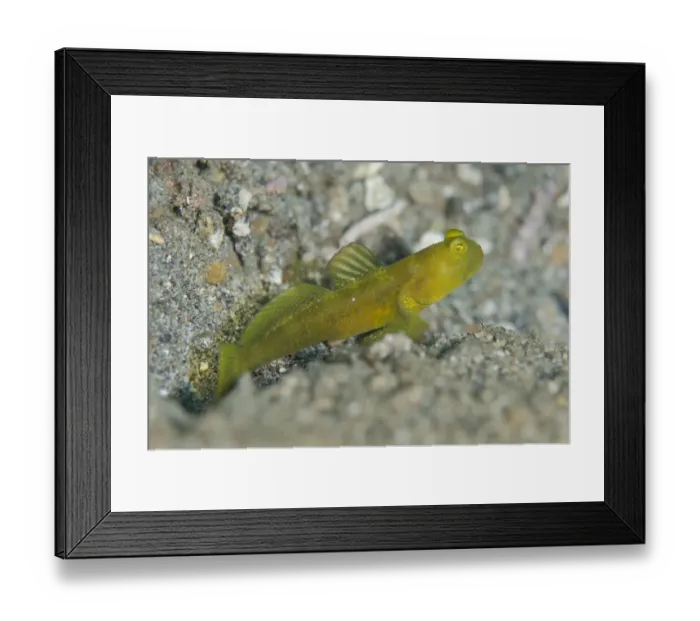 Framed Print : Yellow Shrimpgoby (Cryptocentrus cinctus) adult, resting on black sand, Lembeh Straits, Sulawesi Framed Print : Yellow Shrimpgoby (Cryptocentrus cinctus) adult, resting on black sand, Lembeh Straits, Sulawesi