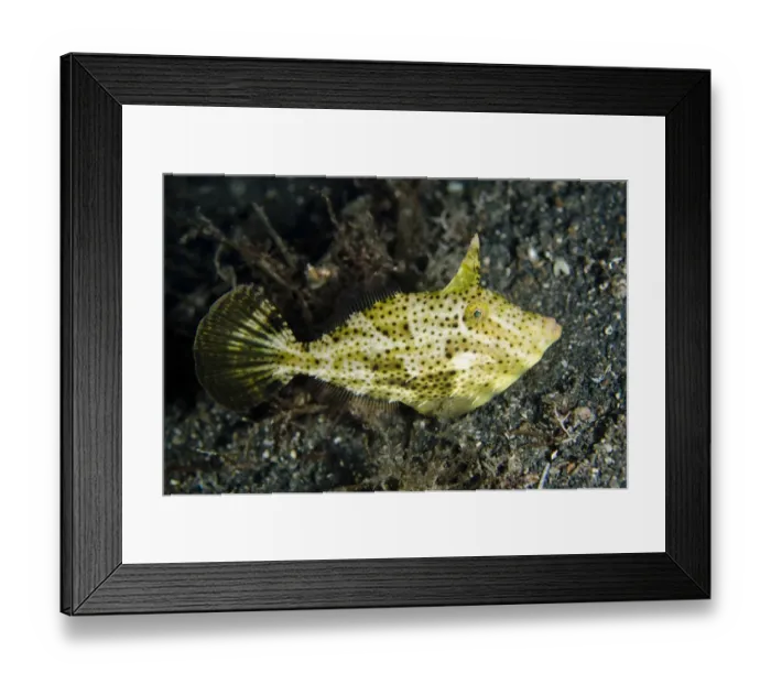 Framed Print : Strapweed Filefish (Pseudomonacanthus macrurus) adult, swimming over black sand at night, Lembeh Straits, Sulawesi Framed Print : Strapweed Filefish (Pseudomonacanthus macrurus) adult, swimming over black sand at night, Lembeh Straits, Sulawesi