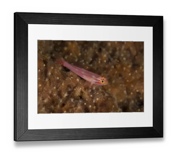 Framed Print : Stripedhead Dwarfgoby (Trimma striatum) adult, Lembeh Straits, Sulawesi, Greater Sunda Islands, Indonesia, October Framed Print : Stripedhead Dwarfgoby (Trimma striatum) adult, Lembeh Straits, Sulawesi, Greater Sunda Islands, Indonesia, October