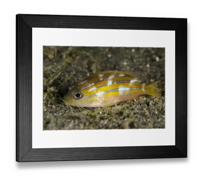 Framed Print : Five-lined Snapper (Lutjanus quinquelineatus) juvenile, with night colours, resting on black sand at night Framed Print : Five-lined Snapper (Lutjanus quinquelineatus) juvenile, with night colours, resting on black sand at night