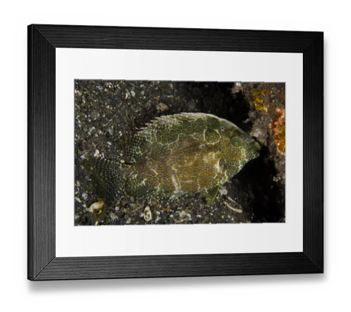 Framed Print : Gold-spotted Rabbitfish (Siganus punctatus) adult, with night colours, at night, Lembeh Straits, Sulawesi Framed Print : Gold-spotted Rabbitfish (Siganus punctatus) adult, with night colours, at night, Lembeh Straits, Sulawesi