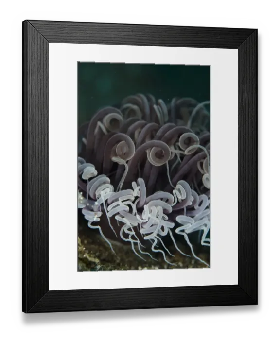 Framed Print : Cerianthid Tube Anemone (Cerianthus membranaceus) adult, close-up of ringlet tentacles, on black sand, Lembeh Straits Framed Print : Cerianthid Tube Anemone (Cerianthus membranaceus) adult, close-up of ringlet tentacles, on black sand, Lembeh Straits
