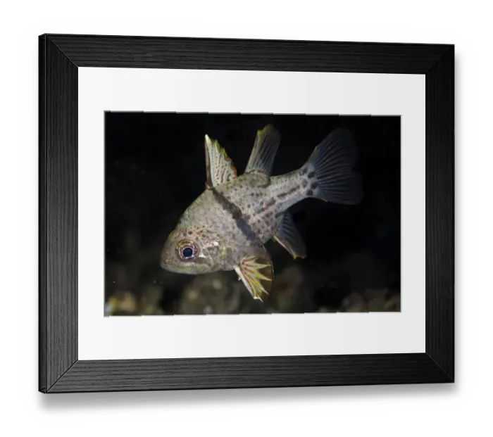 Framed Print : Orbicular Cardinalfish (Sphaeramia orbicularis) adult, swimming at night, Lembeh Straits, Sulawesi Framed Print : Orbicular Cardinalfish (Sphaeramia orbicularis) adult, swimming at night, Lembeh Straits, Sulawesi