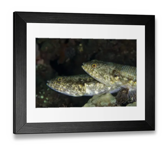 Framed Print : Varigated Lizardfish (Synodus variegatus) adult pair, close-up of heads, Lembeh Straits, Sulawesi