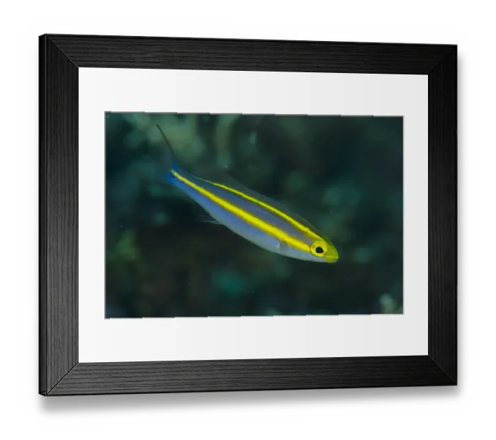 Framed Print : Double Whiptail (Pentapodus emeryii) juvenile, swimming, Lembeh Straits, Sulawesi, Greater Sunda Islands, Indonesia Framed Print : Double Whiptail (Pentapodus emeryii) juvenile, swimming, Lembeh Straits, Sulawesi, Greater Sunda Islands, Indonesia