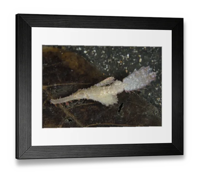 Framed Print : Roughsnout Ghostpipefish (Solenostomus paegnius) adult, swimming over black sand at night, Lembeh Straits, Sulawesi Framed Print : Roughsnout Ghostpipefish (Solenostomus paegnius) adult, swimming over black sand at night, Lembeh Straits, Sulawesi