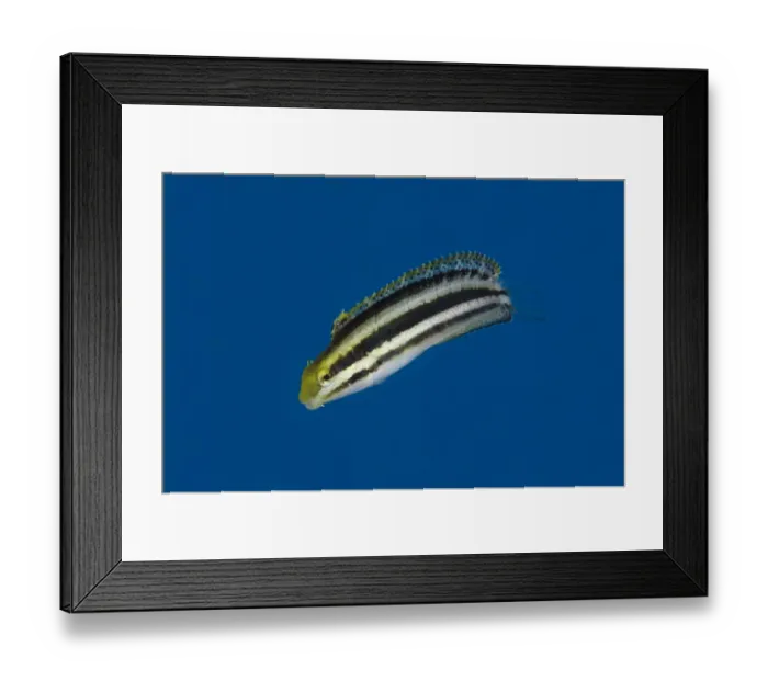 Framed Print : Shorthead Sabretooth Blenny (Petroscirtes breviceps) adult, swimming, Lembeh Straits, Sulawesi, Greater Sunda Islands Framed Print : Shorthead Sabretooth Blenny (Petroscirtes breviceps) adult, swimming, Lembeh Straits, Sulawesi, Greater Sunda Islands