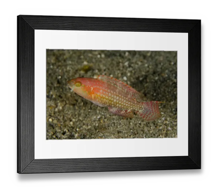 Framed Print : Two-spot Wrasse (Oxycheilinus bimaculatus) adult, swimming over black sand, Lembeh Straits, Sulawesi Framed Print : Two-spot Wrasse (Oxycheilinus bimaculatus) adult, swimming over black sand, Lembeh Straits, Sulawesi