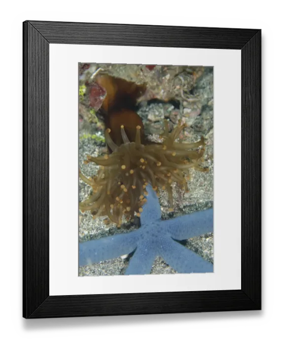 Framed Print : Club-tipped Anemone (Telmatactis sp. ) adult, feeding on Blue Starfish (Linckia laevigata), Lembeh Straits, Sulawesi Framed Print : Club-tipped Anemone (Telmatactis sp. ) adult, feeding on Blue Starfish (Linckia laevigata), Lembeh Straits, Sulawesi