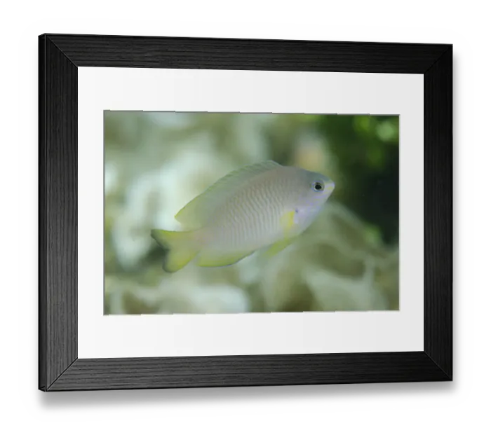 Framed Print : Ambon Damselfish (Pomacentrus amboinensis) sub-adult, swimming, Lembeh Straits, Sulawesi, Greater Sunda Islands Framed Print : Ambon Damselfish (Pomacentrus amboinensis) sub-adult, swimming, Lembeh Straits, Sulawesi, Greater Sunda Islands