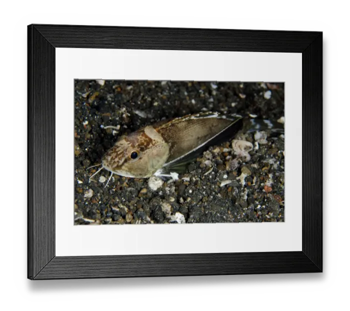 Framed Print : Ocellated Waspfish (Apistus carinatus) adult, resting on black sand at night, Lembeh Straits, Sulawesi Framed Print : Ocellated Waspfish (Apistus carinatus) adult, resting on black sand at night, Lembeh Straits, Sulawesi