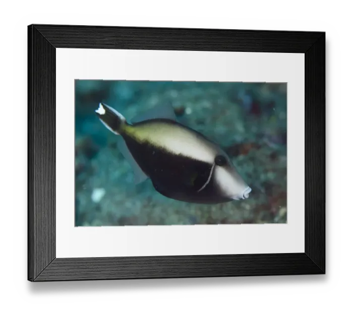 Framed Print : Halfmoon Triggerfish (Sufflamen chrysopterum) adult, swimming, Lembeh Straits, Sulawesi, Greater Sunda Islands