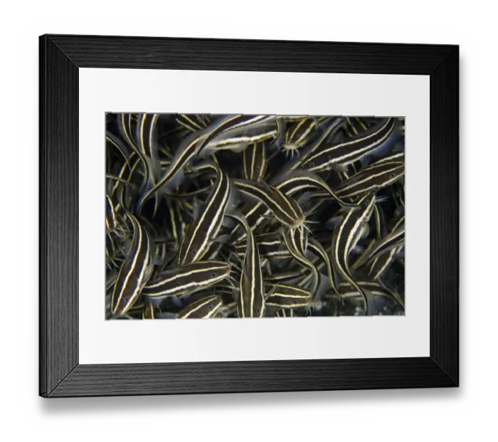 Framed Print : Striped Catfish (Plotosus lineatus) shoal, feeding in black sand at night, Lembeh Straits, Sulawesi Framed Print : Striped Catfish (Plotosus lineatus) shoal, feeding in black sand at night, Lembeh Straits, Sulawesi