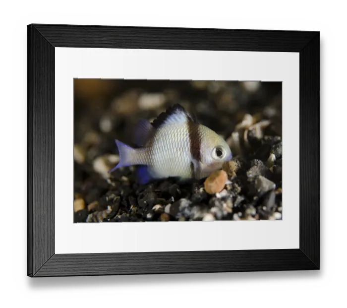 Framed Print : Indian Dascyllus (Dascyllus carneus) adult, resting on black sand at night, Lembeh Straits, Sulawesi Framed Print : Indian Dascyllus (Dascyllus carneus) adult, resting on black sand at night, Lembeh Straits, Sulawesi
