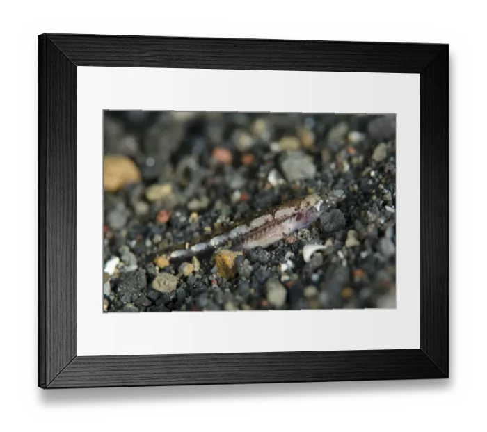 Framed Print : Radiant Sand Burrower (Limnichthys nitidus) adult, resting on black sand, Lembeh Straits, Sulawesi Framed Print : Radiant Sand Burrower (Limnichthys nitidus) adult, resting on black sand, Lembeh Straits, Sulawesi
