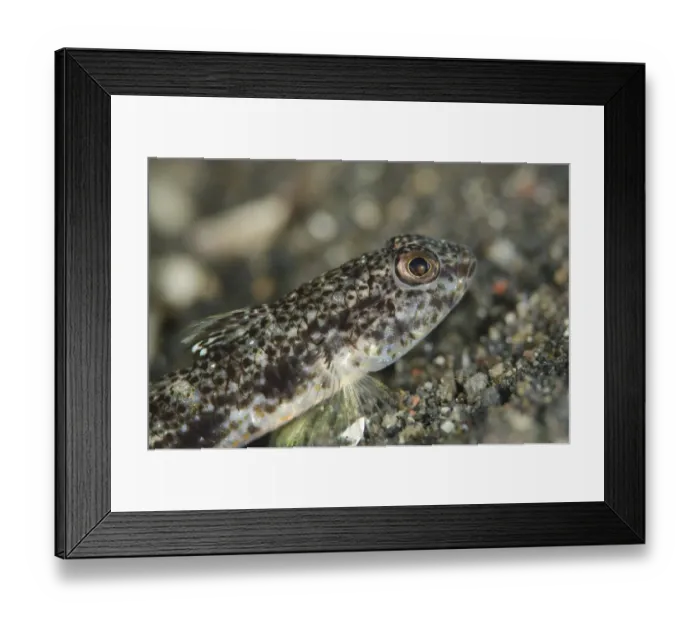 Framed Print : Scalyhead Goby (Hazeus otakii) adult, close-up of head, resting on black sand, Lembeh Straits, Sulawesi Framed Print : Scalyhead Goby (Hazeus otakii) adult, close-up of head, resting on black sand, Lembeh Straits, Sulawesi