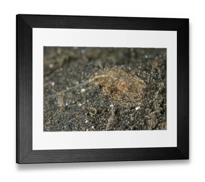 Framed Print : Comb Jelly (Coeloplana sp. ) adult, with feeding tentacles extended, on black sand at night, Lembeh Straits, Sulawesi Framed Print : Comb Jelly (Coeloplana sp. ) adult, with feeding tentacles extended, on black sand at night, Lembeh Straits, Sulawesi