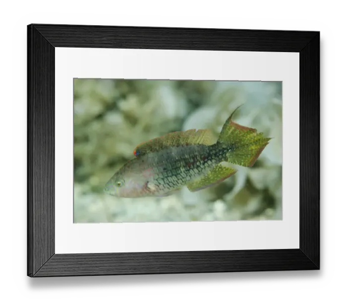 Framed Print : Two-spot Wrasse (Oxycheilinus bimaculatus) adult, swimming, Lembeh Straits, Sulawesi, Greater Sunda Islands, Indonesia Framed Print : Two-spot Wrasse (Oxycheilinus bimaculatus) adult, swimming, Lembeh Straits, Sulawesi, Greater Sunda Islands, Indonesia