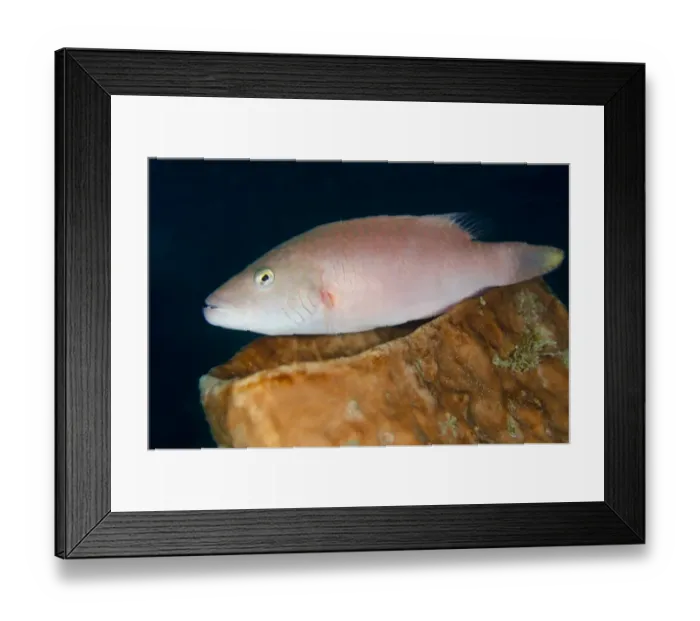 Framed Print : Cheek-lined Wrasse (Oxycheilinus digramma) adult, resting on sponge, Lembeh Straits, Sulawesi, Greater Sunda Islands Framed Print : Cheek-lined Wrasse (Oxycheilinus digramma) adult, resting on sponge, Lembeh Straits, Sulawesi, Greater Sunda Islands